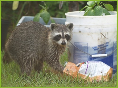 Racoon and Bone meal