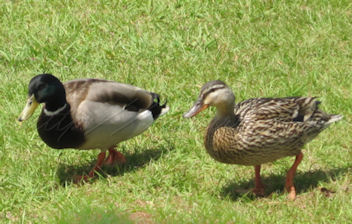 ducks at Jackson reservoir