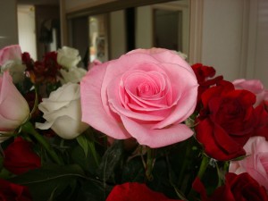 goody roses 2