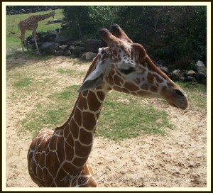 giraffe 1