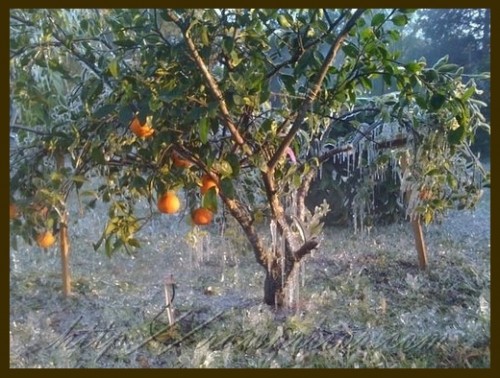 Frozen orange tree with icicles