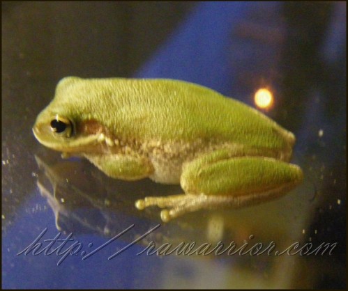 Frog on glass