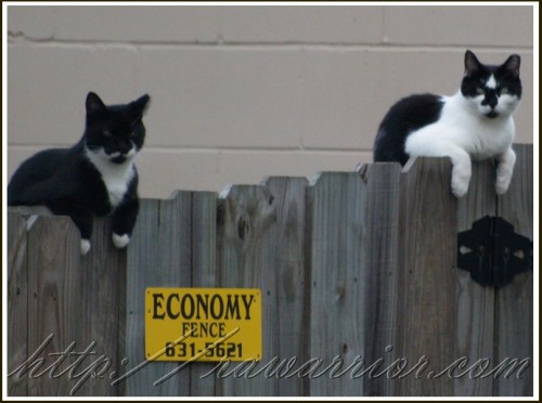 cats on fence