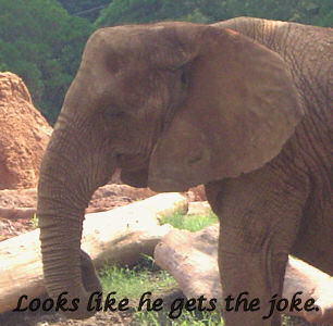 laughing elephant