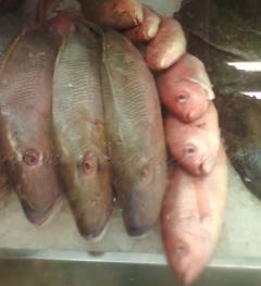 Fish at fish market