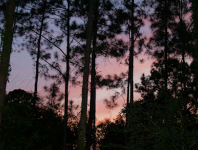 Florida sunset woods