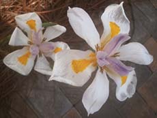 African iris flower