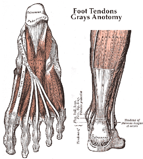 Feet tendons Grays Anatomy