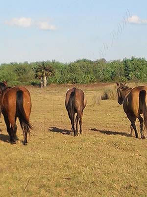 Horses in Florida field