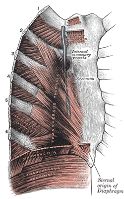 costal cartilages Gray's anatomy