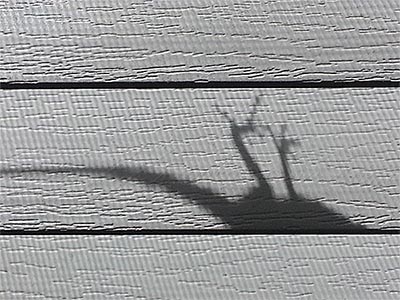 shadow of lizard in window