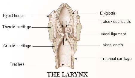 larynx in public domain
